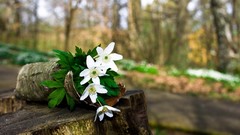 Landscapes Flowers nature