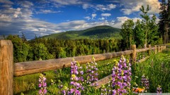 Landscapes Flowers nature