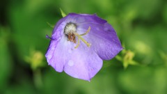 Landscapes Flowers nature