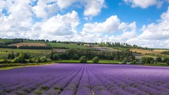 Landscapes Flowers nature