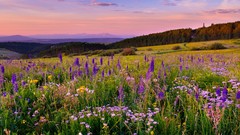 Landscapes Flowers nature