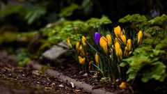 Landscapes Flowers nature