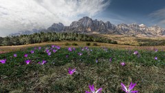 Landscapes Flowers nature