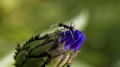 Landscapes Flowers nature ants