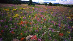 Landscapes Flowers nature Arizona national park