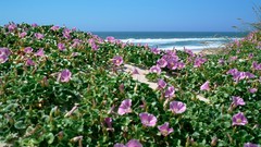 Landscapes Flowers nature Beaches
