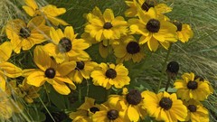 Landscapes Flowers nature black