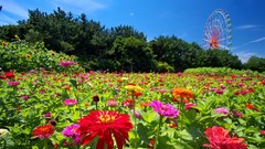 Landscapes Flowers nature carpet ferris wheels