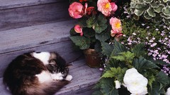 Landscapes Flowers nature cats