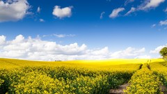 Landscapes Flowers nature clouds
