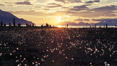 Landscapes Flowers nature clouds