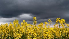 Landscapes Flowers nature clouds