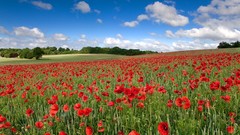 Landscapes Flowers nature clouds England Poppies Plants United 