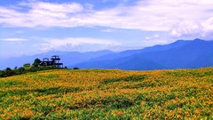 Landscapes Flowers nature clouds hills fields orange flowers