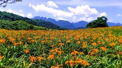 Landscapes Flowers nature clouds hills fields orange flowers