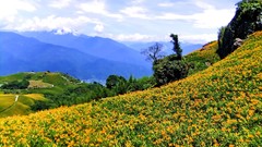 Landscapes Flowers nature clouds hills hillside orange flowers