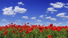 Landscapes Flowers nature clouds Poppies natural blue skies