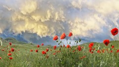 Landscapes Flowers nature clouds red hills Green Poppies skies