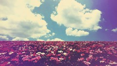 Landscapes Flowers nature clouds summer fields skyscapes