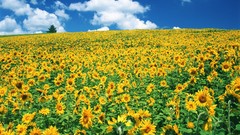 Landscapes Flowers nature clouds Sunflowers