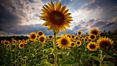 Landscapes Flowers nature clouds Sunflowers Plants