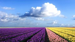 Landscapes Flowers nature clouds tulips skyscapes