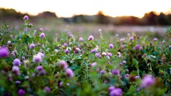 Landscapes Flowers nature clover
