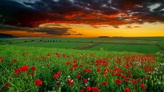 Landscapes Flowers nature Earth viewscape