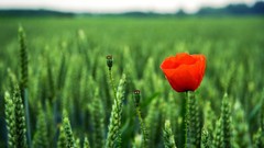 Landscapes Flowers nature fields