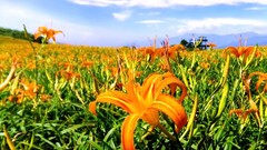 Landscapes Flowers nature fields orange flowers