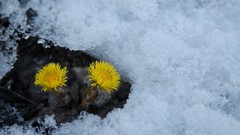 Landscapes Flowers nature frost dandelions