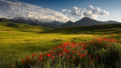 Landscapes Flowers nature grass clouds Green spring