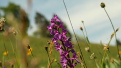 Landscapes Flowers nature grass Orchids wise Orchis mascula