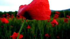 Landscapes Flowers nature grass red Poppies head rest shoulders