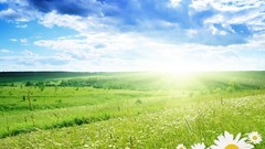 Landscapes Flowers nature grass sun Marigold green field