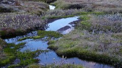 Landscapes Flowers nature grass water Europe iceland Alexander 