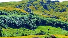 Landscapes Flowers nature hills rocks hillside orange flowers