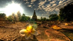 Landscapes Flowers nature light Thailand mai plumeria afternoon