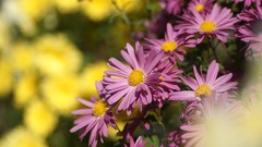 Landscapes Flowers nature market