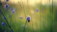 Landscapes Flowers nature minimalistic