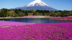 Landscapes Flowers nature mount fuji