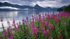 Landscapes Flowers nature Mountains Alaska lakes national park