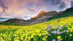 Landscapes Flowers nature Mountains clouds