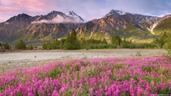 Landscapes Flowers nature Mountains clouds forests