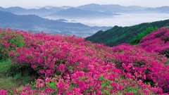 Landscapes Flowers nature Mountains clouds hills pink flowers 