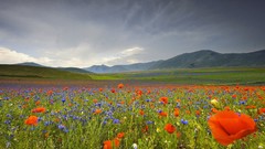 Landscapes Flowers nature Mountains Poppies meadows fields