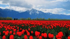 Landscapes Flowers nature Mountains tulips red flowers