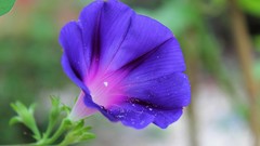 Landscapes Flowers nature night roads Bridges