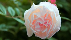 Landscapes Flowers nature pink flowers