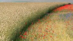 Landscapes Flowers nature Poppies corn fields